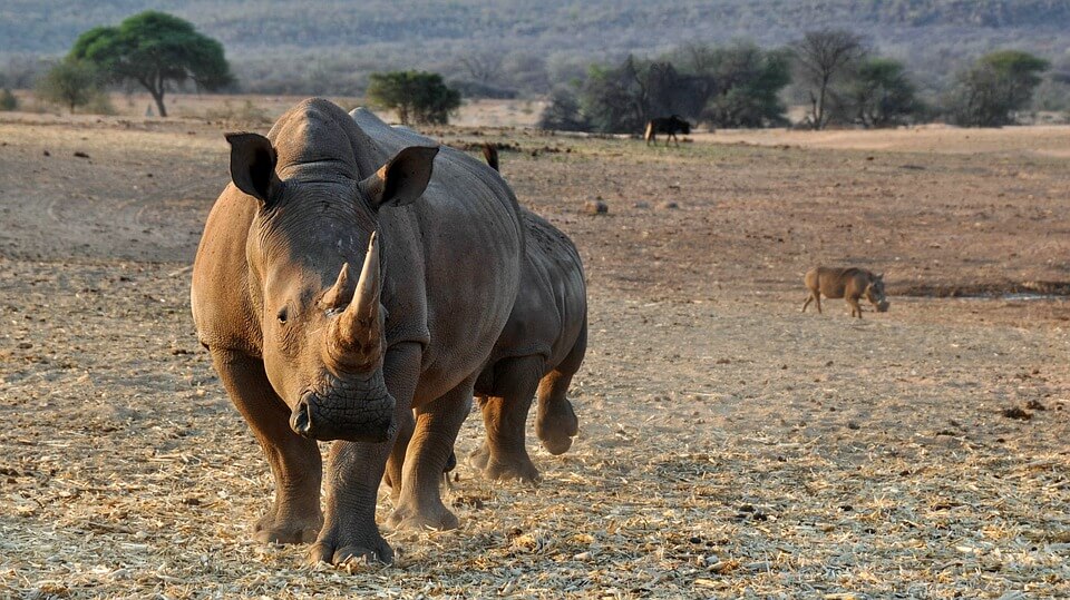 Names For Rhino