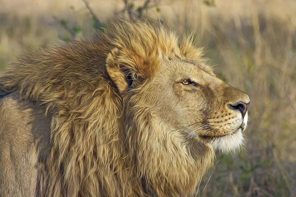 Mapogo lions names