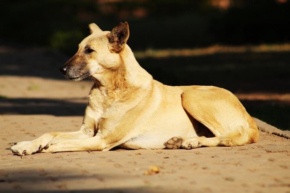 names for female dog in india