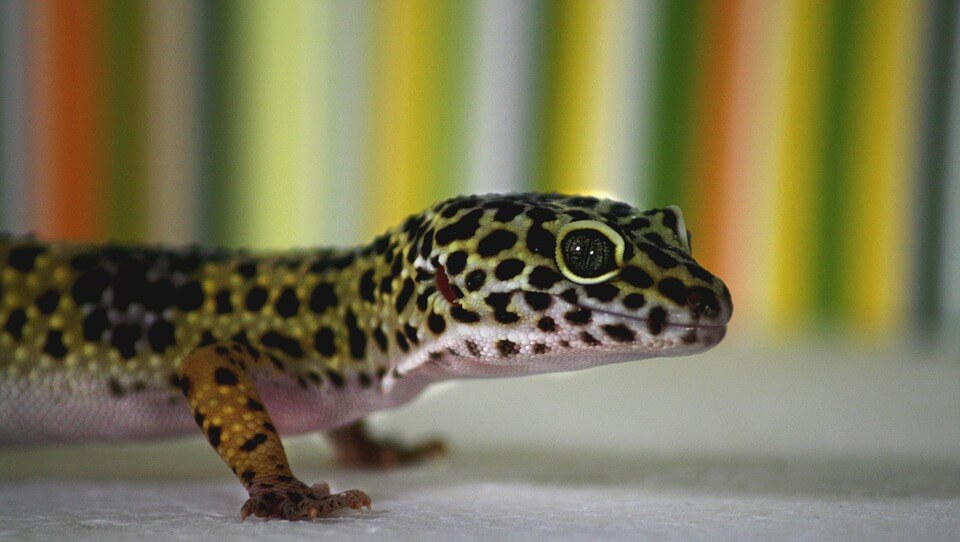 Names fo Leopard Geckos