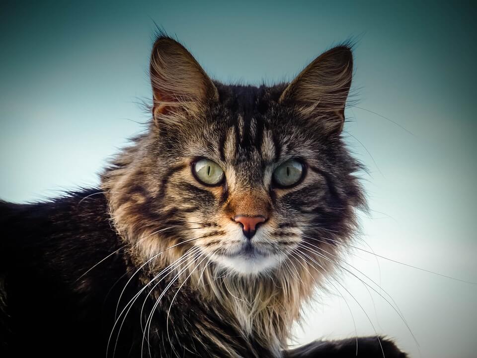 Names For Maine Coon Cats