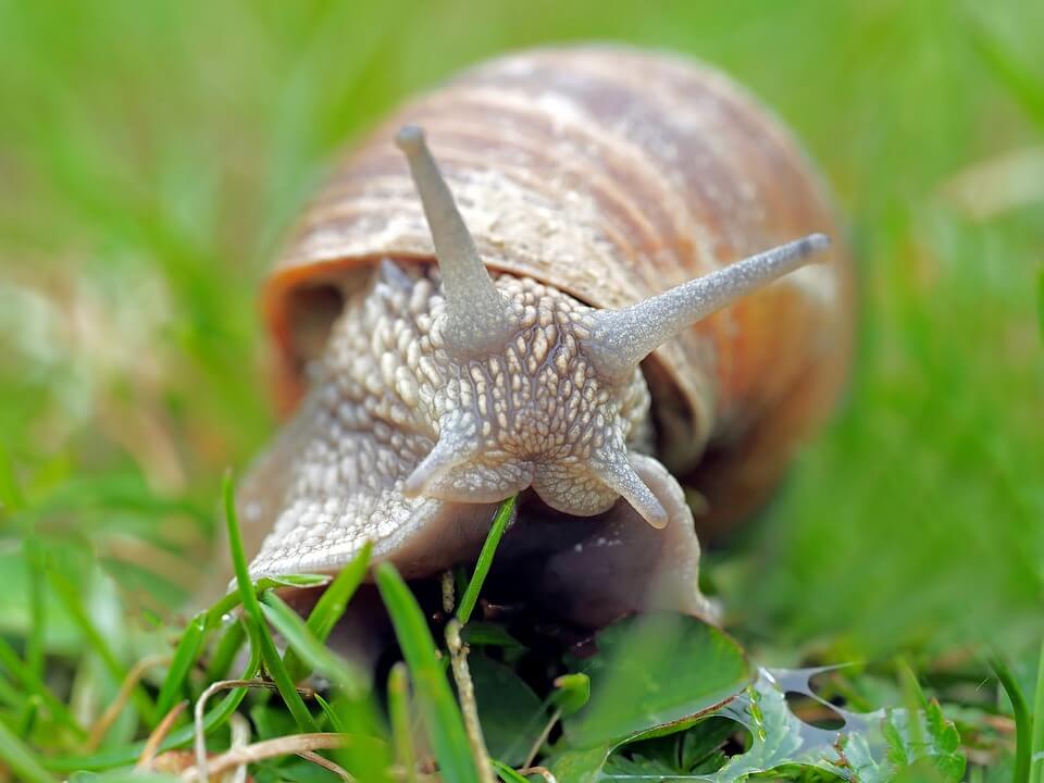 Names For a Snail