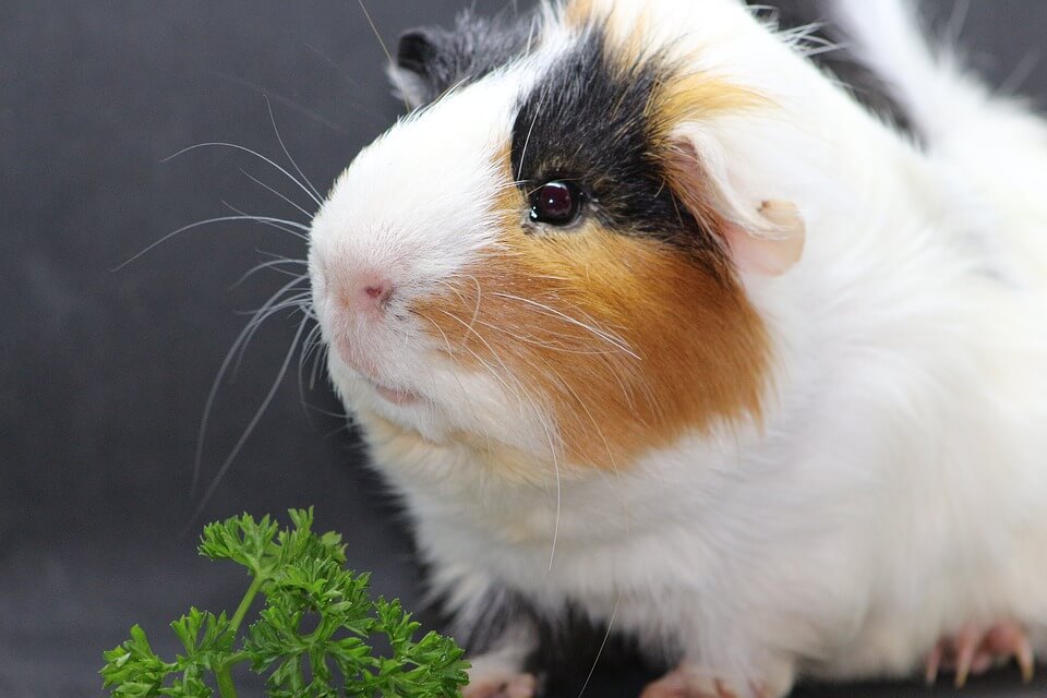 Guinea Pig Names By Color