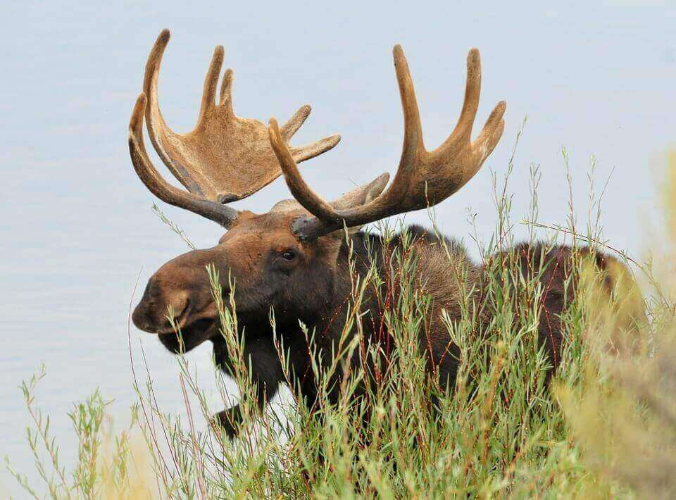 Names For a Moose