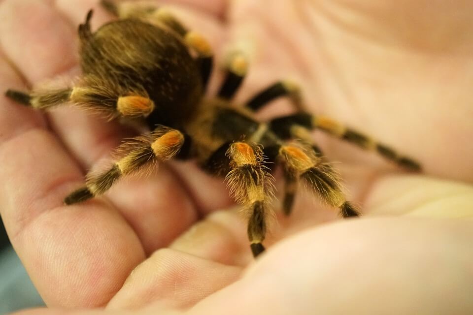 Names For Pet Spiders
