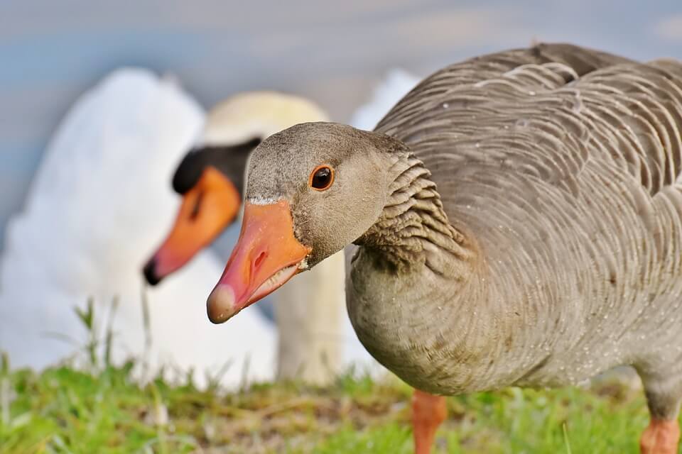 Names For a Goose