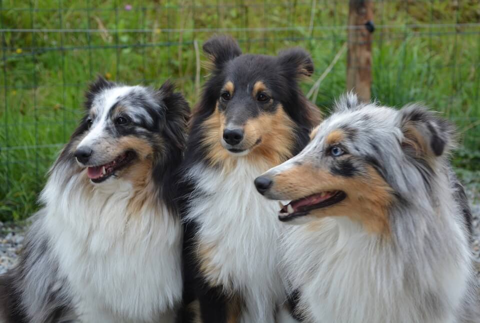 Names For Tricolor Dogs