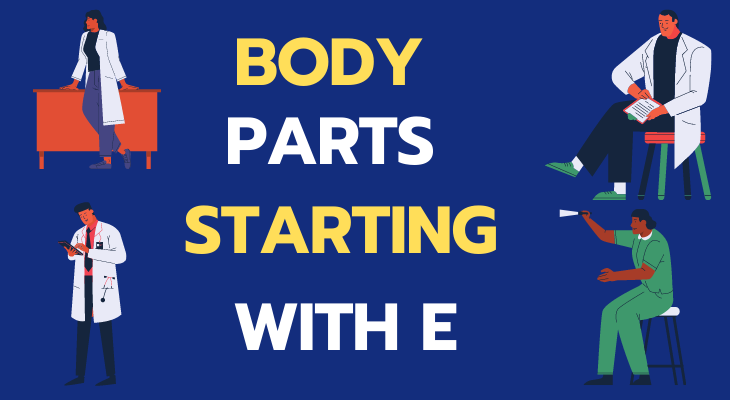 Body Parts Starting With E