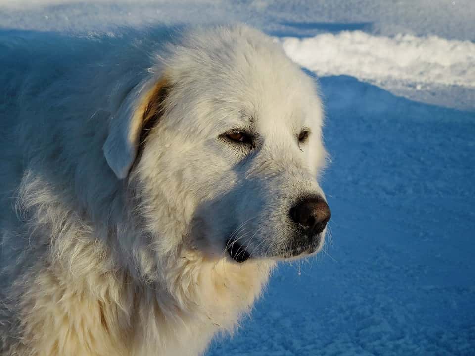 Dog Names For Great Pyrenees
