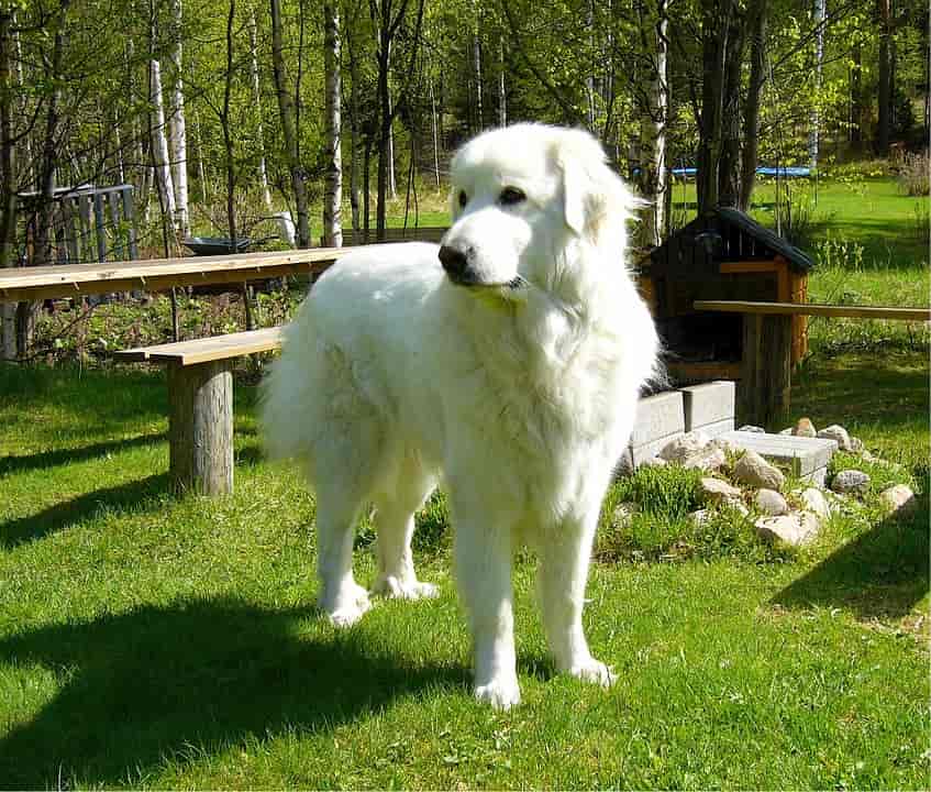 Best Great Pyrenees