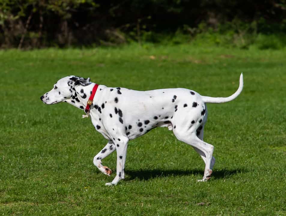 Best Spotted dog names