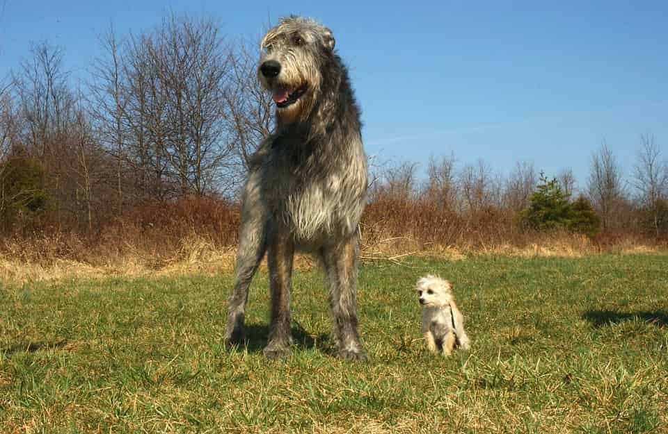 Best Irish Wolfhounds