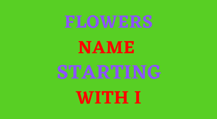 Flowers Starting With I